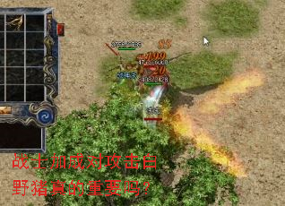 战士加成对攻击白野猪真的重要吗? 战士加成对攻击白野猪真的重要吗?